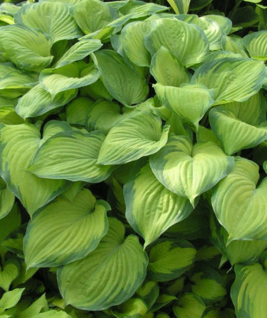 Hosta GUACAMOLE (5 gal)