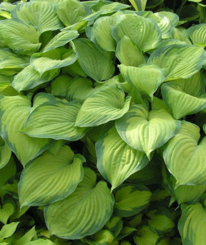 Hosta GUACAMOLE (5 gal)