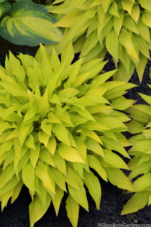 Hosta MUNCHKIN FIRE (D)