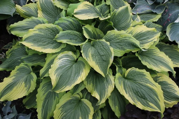 Hosta ONE LAST DANCE (E)