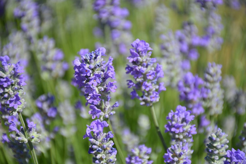 Lavandula angustifolia MUNSTEAD