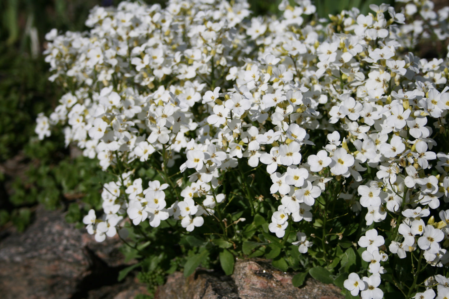 Arabis c. LITTLE TREASURE WHITE