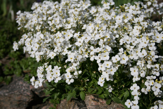 Arabis c. LITTLE TREASURE WHITE