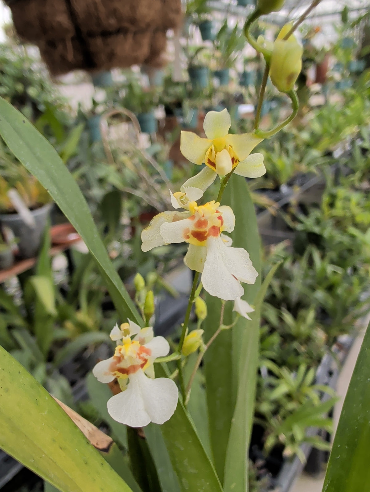 3" Oncidium Twinkle 'Fragrant Baby'