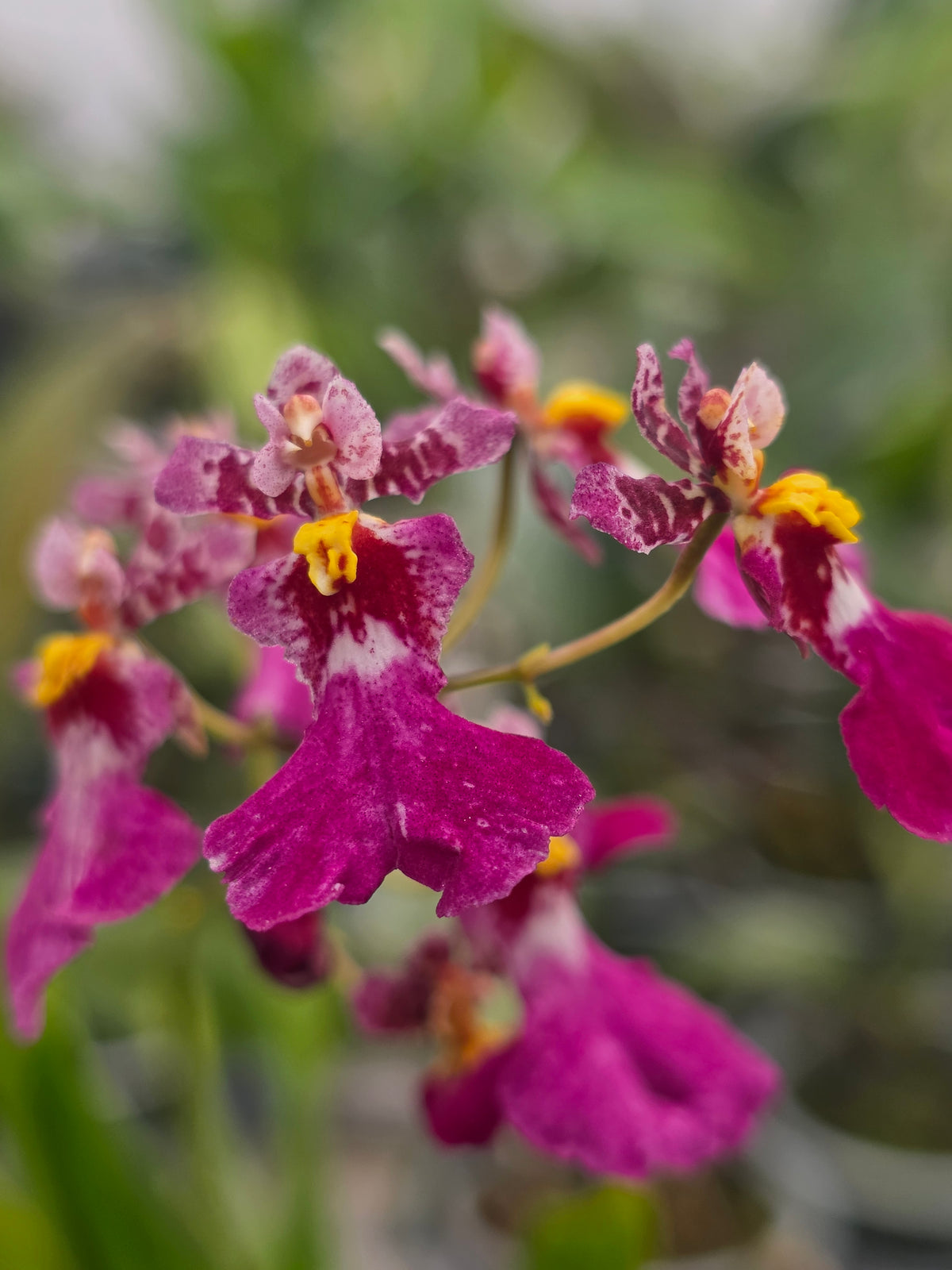 3" Oncidium Kutoo 'CT Little Cherry'