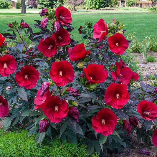 Hibiscus 'Midnight Marvel' 3gal