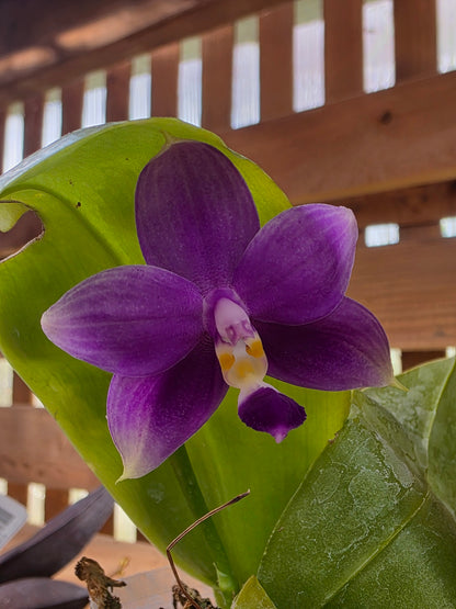 3" Phal violacea f. indigo x sib