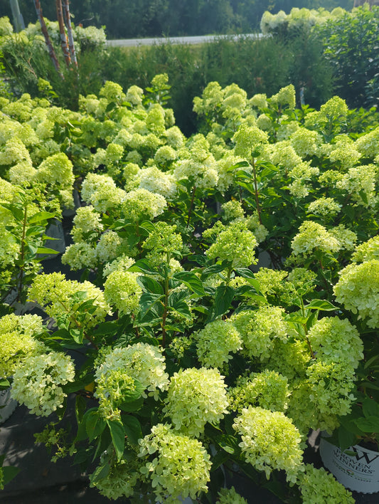 Hydrangea 'Little Lime' 2gal (PW)