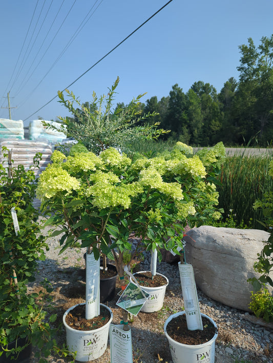 Hydrangea p. std. 'Little Lime'