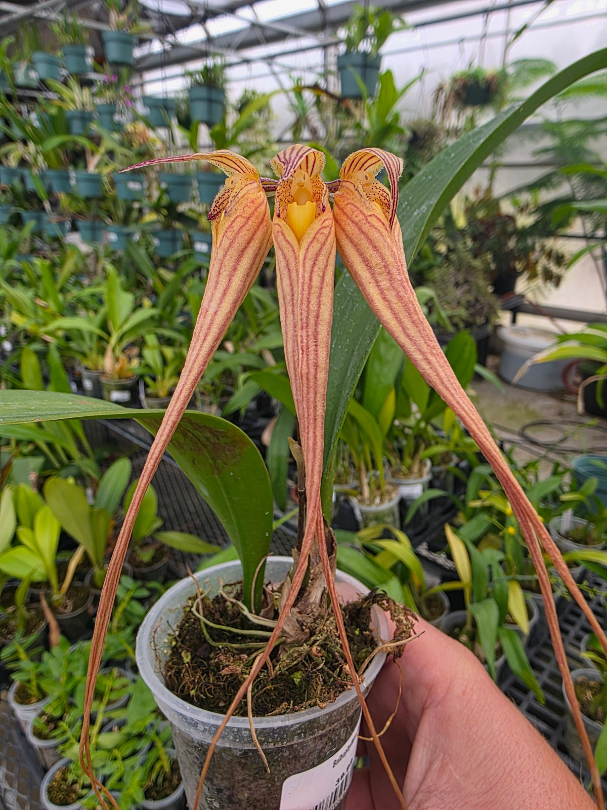 3" Bulbophyllum longissimum