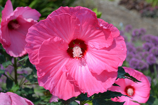 Hibiscus 'Airbrush Effect' 2gal
