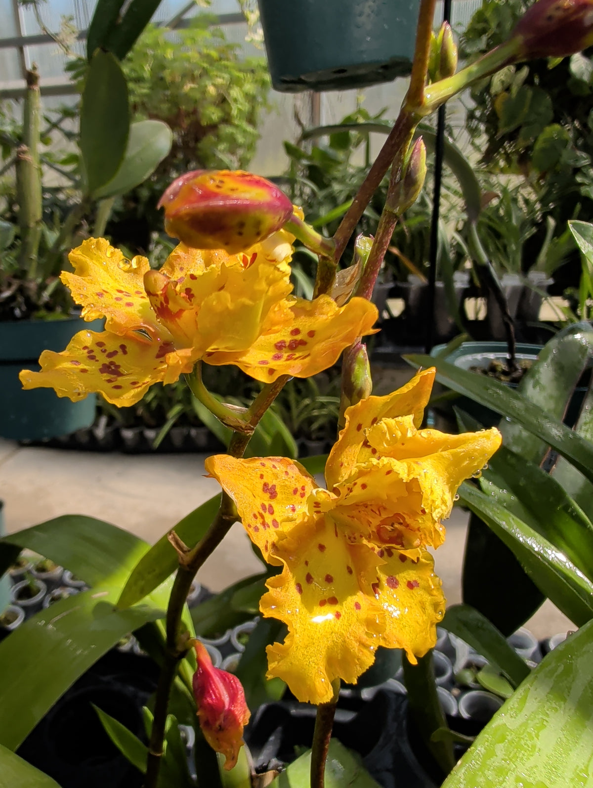 Oncidium Tiger Brew