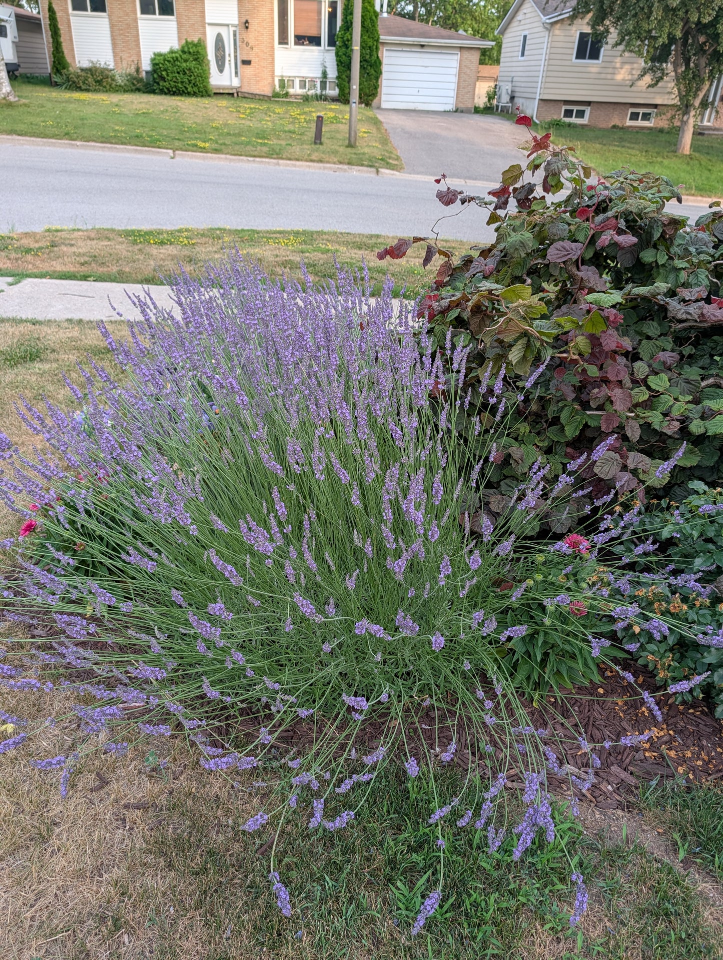 Lavandula x. intermedia PHENOMENAL