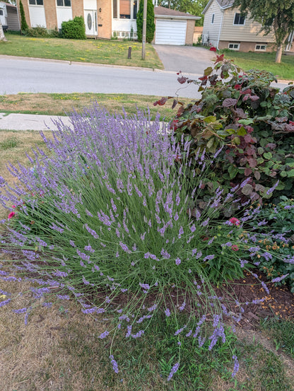 Lavandula x. intermedia PHENOMENAL
