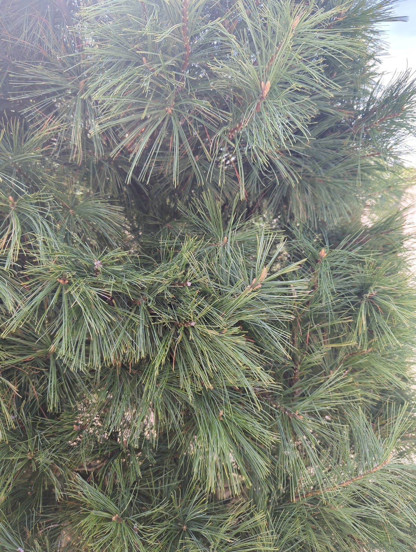 White Pine, 6', WB