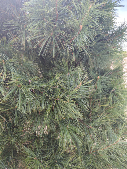 White Pine, 6', WB