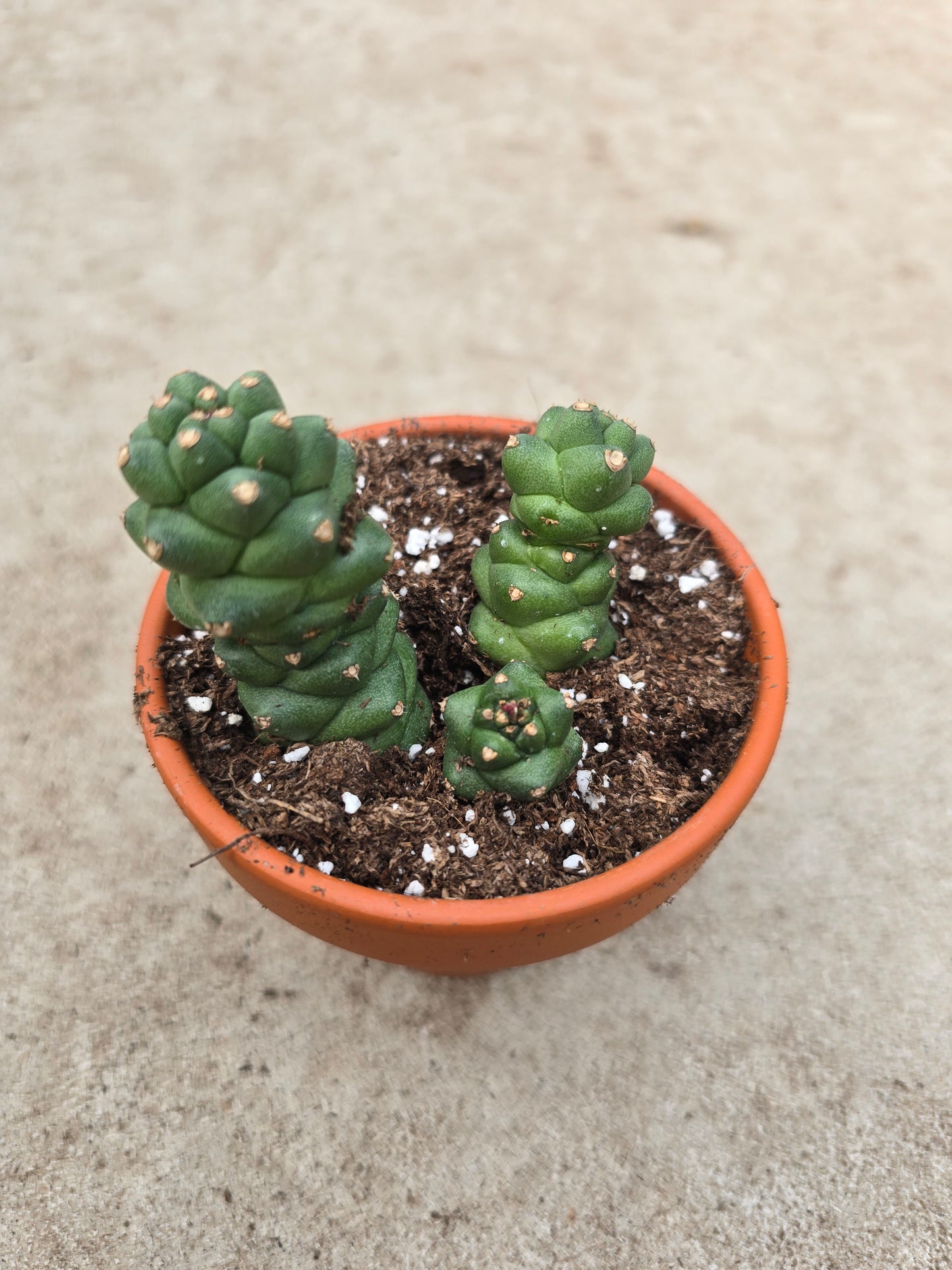 3" Euphorbia ritchiei