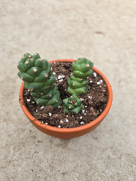 3" Euphorbia ritchiei