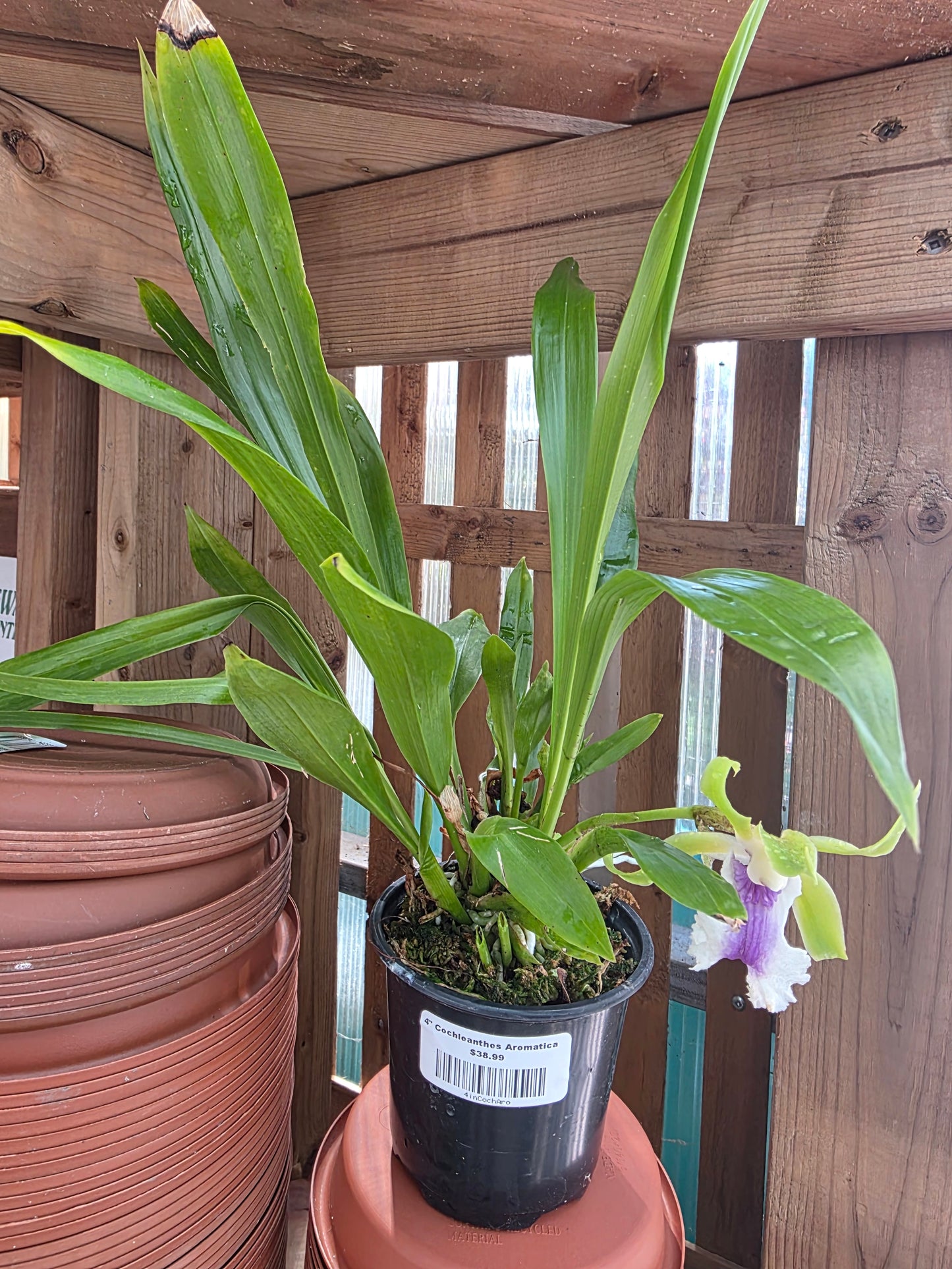 4" Cochleanthes Aromatica