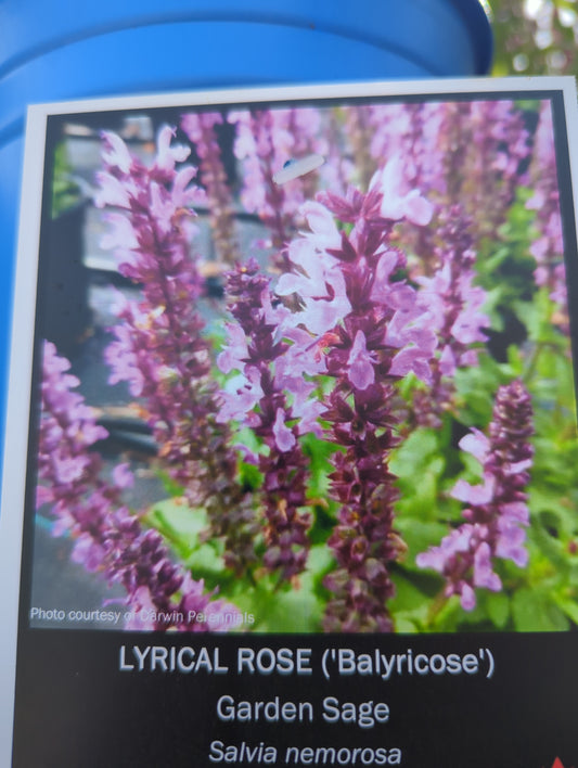 Salvia nemorosa 'Lyrical Rose' 1gal