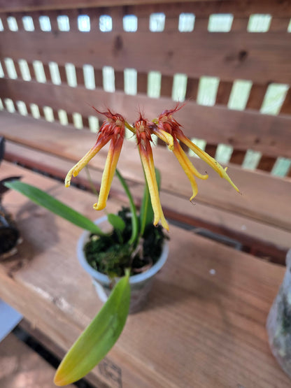 2" Bulbophyllum hirundinis