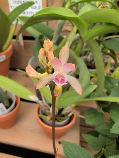 2" Oeceoclades monophylla x sib