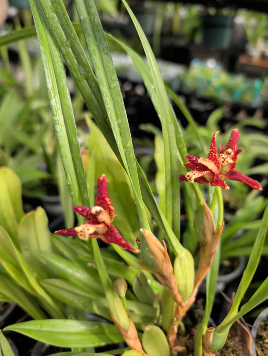 3" Maxillaria tenuifolia f. albina