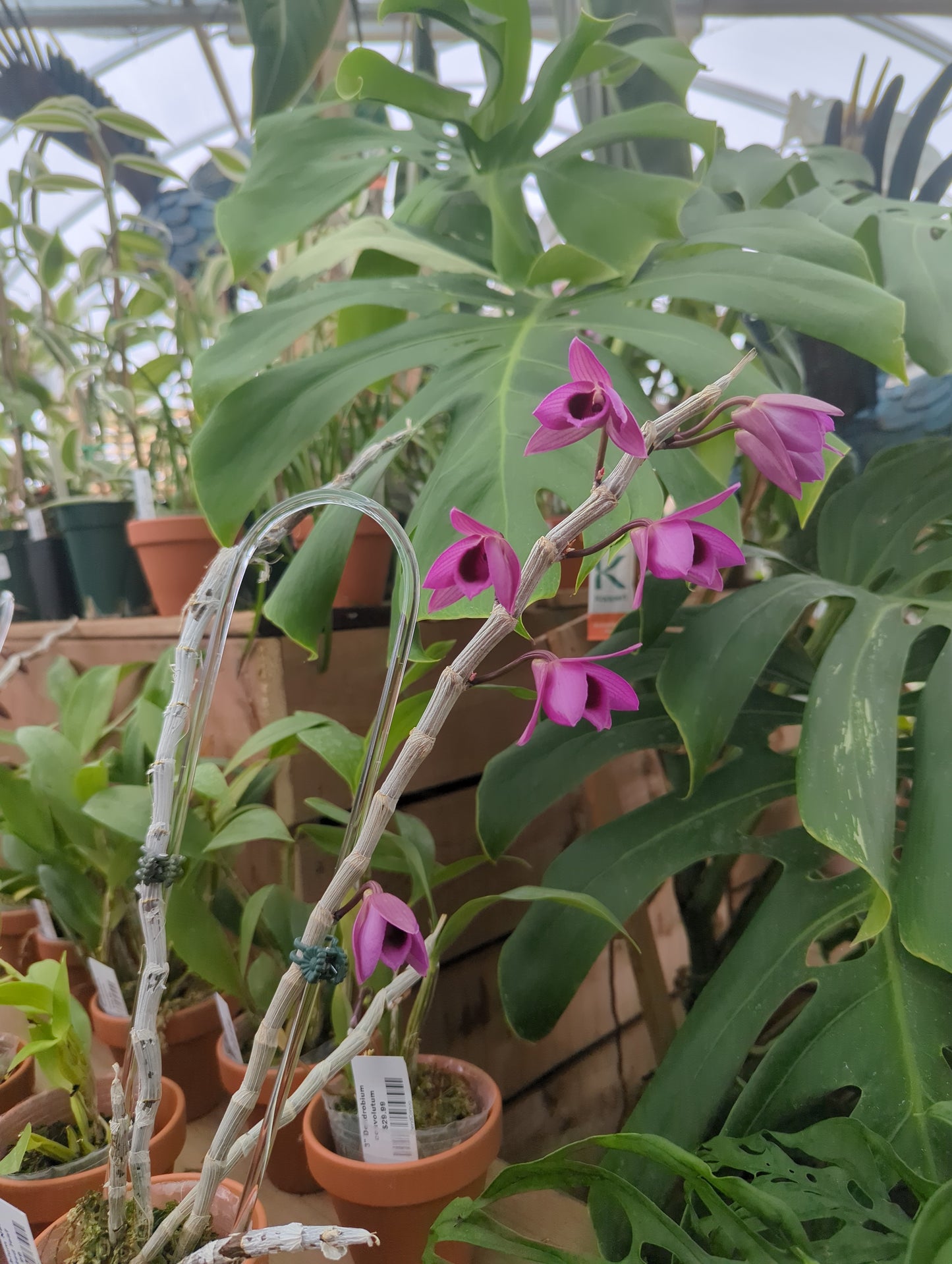 3" Dendrobium Nestor varigated leaf