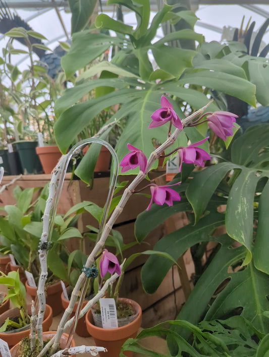 3" Dendrobium Nestor varigated leaf