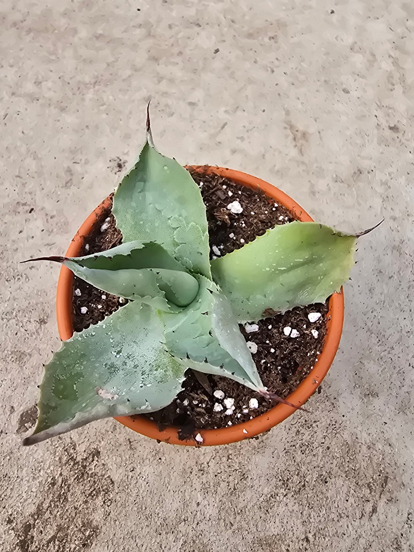 3" Agave 'Dragon Toe'