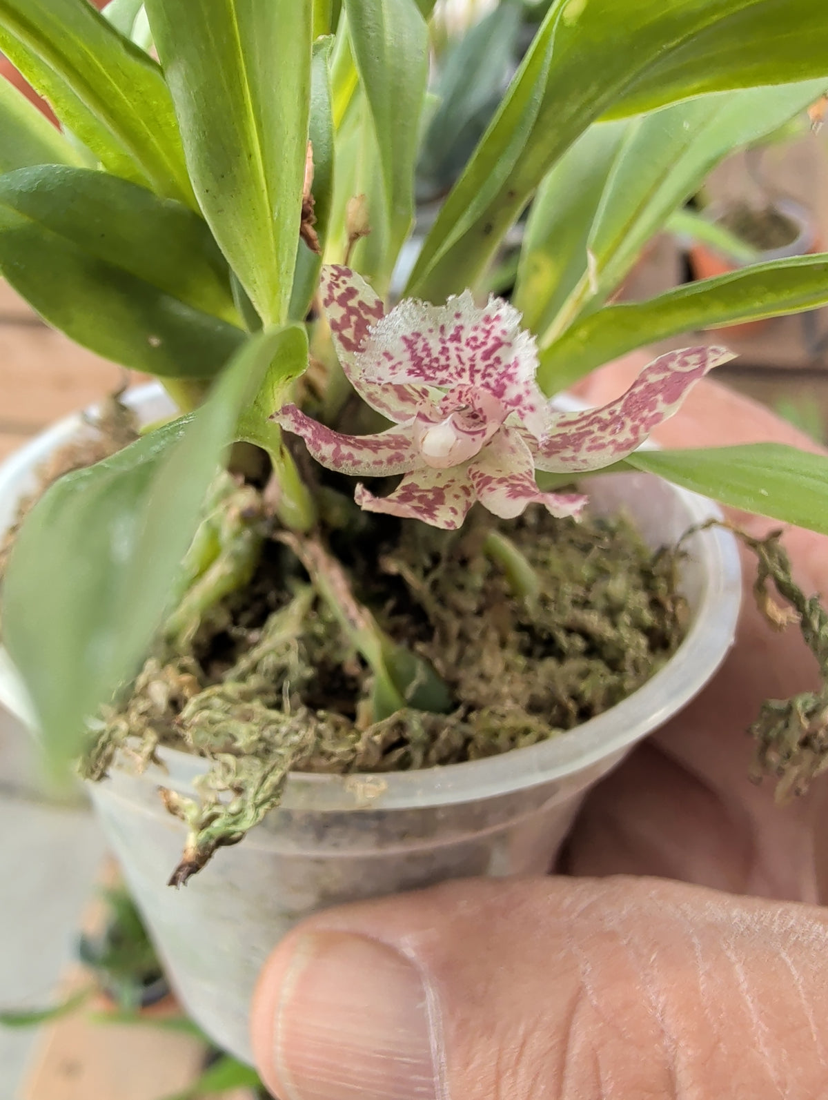Keferstenia lamiata