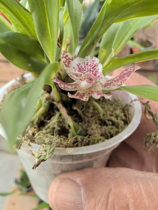 Keferstenia lamiata