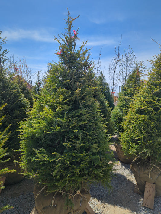 Canadian Hemlock, 6', WB
