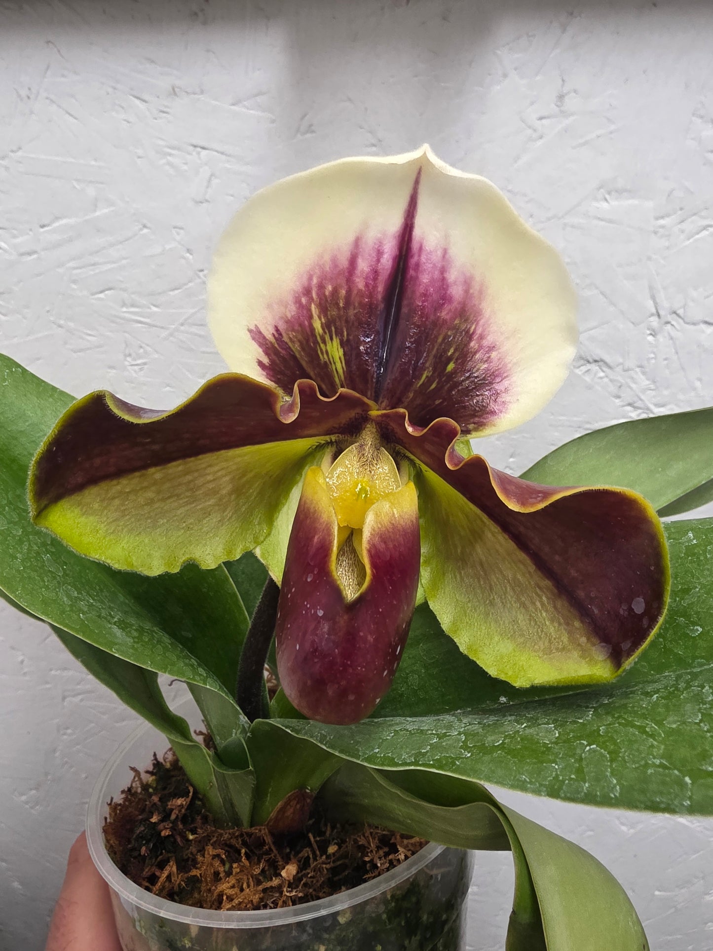 Paphiopedilum Cocoa Kimura Hill x Paphiopedilum Enzan Crazy Sioux
