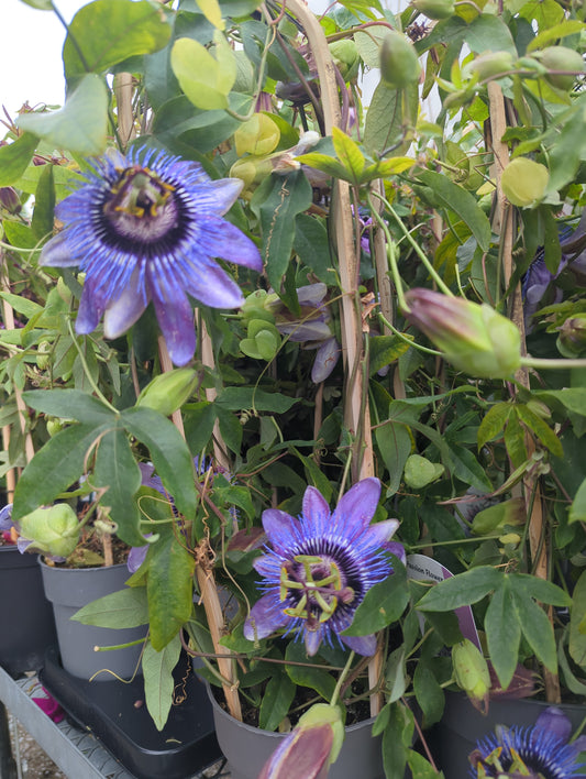 Passion Flower