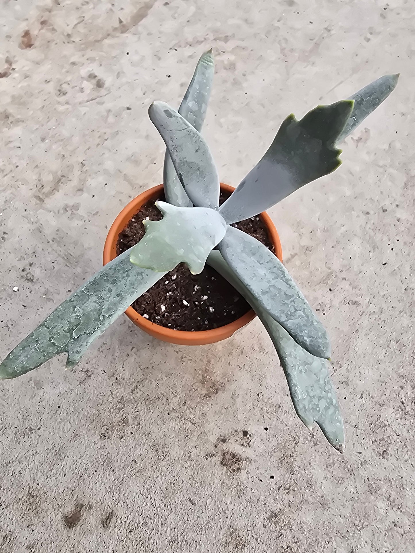 3" Cotyledon orbiculata var. oblonga