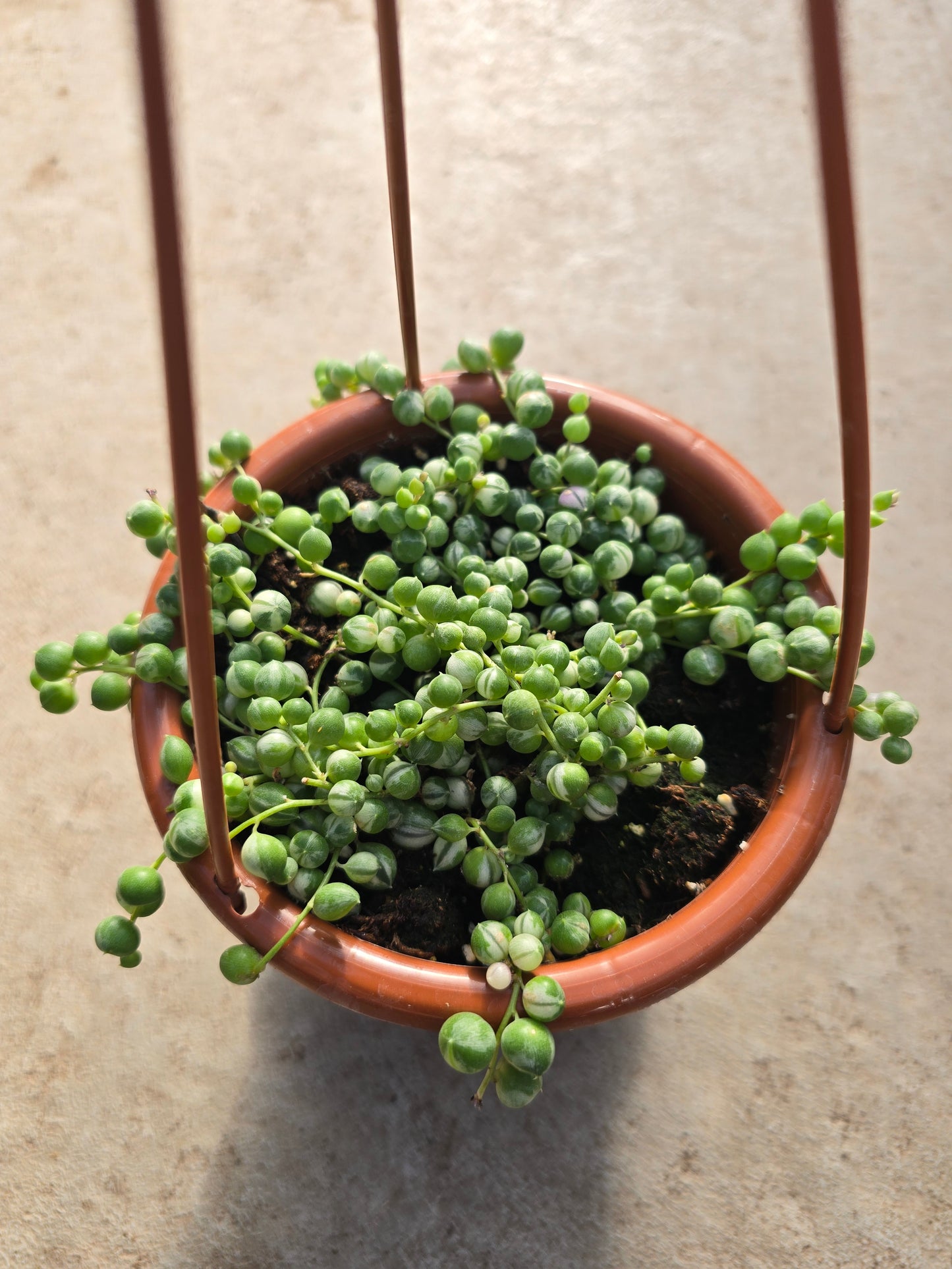 4" HB Var. String of Pearls