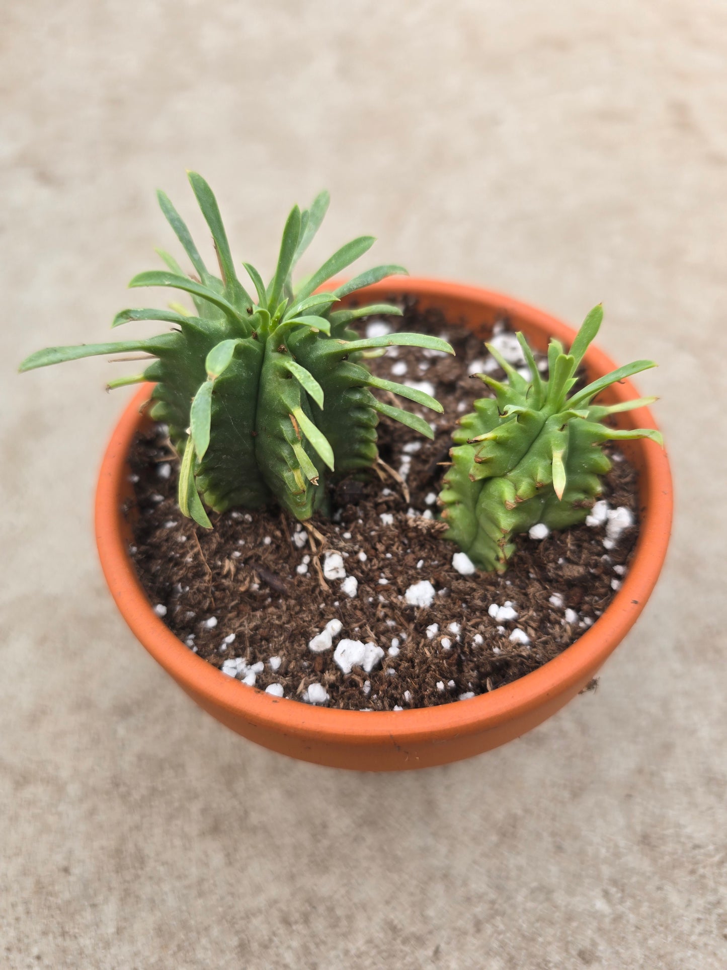 3" Euphorbia pulvinata
