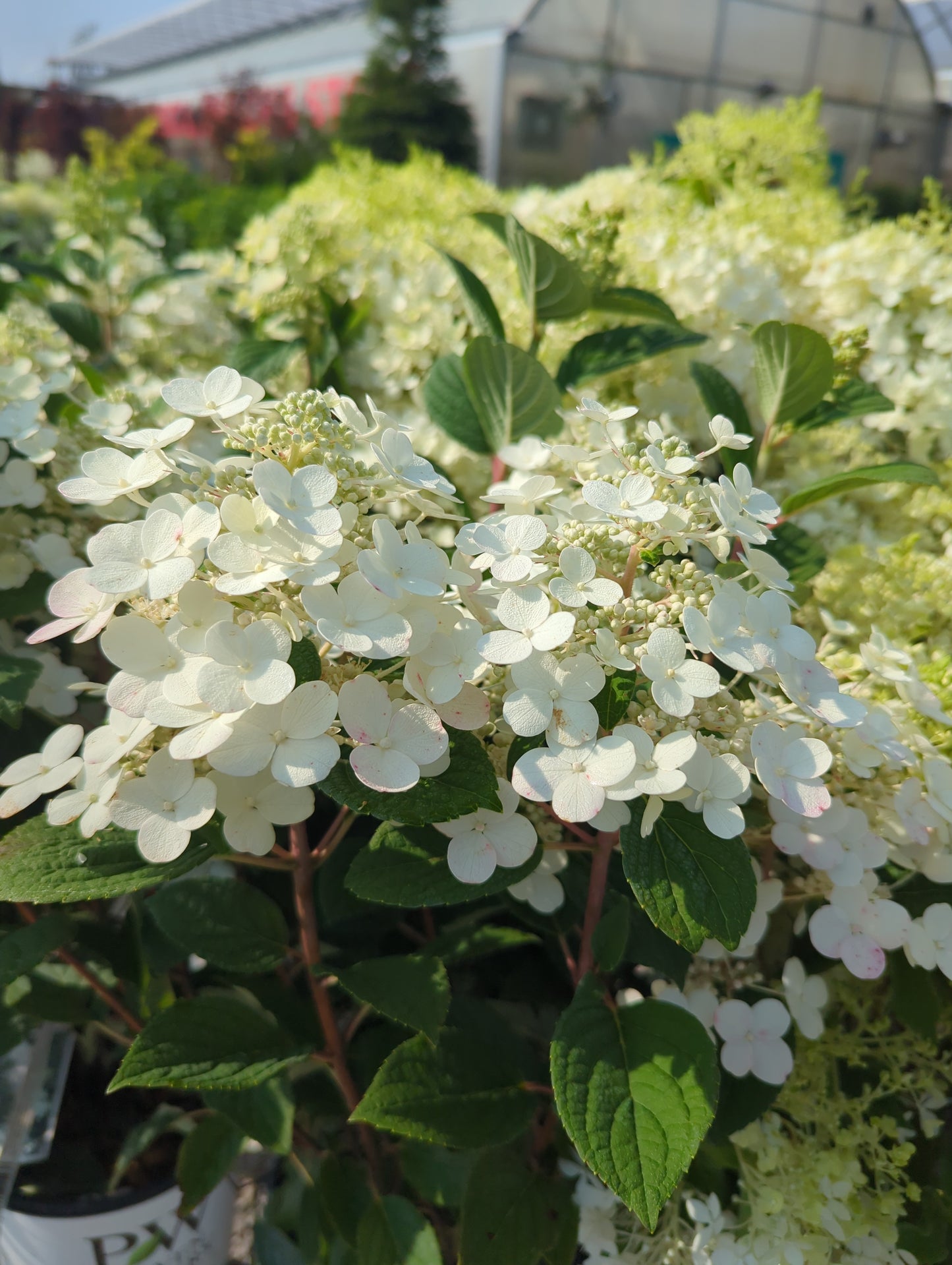 Hydrangea ‘Little Quick Fire’