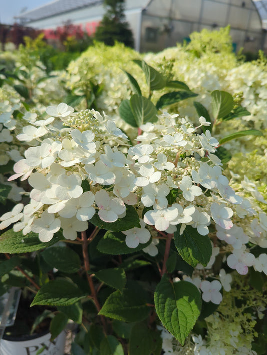 Hydrangea ‘Little Quick Fire’