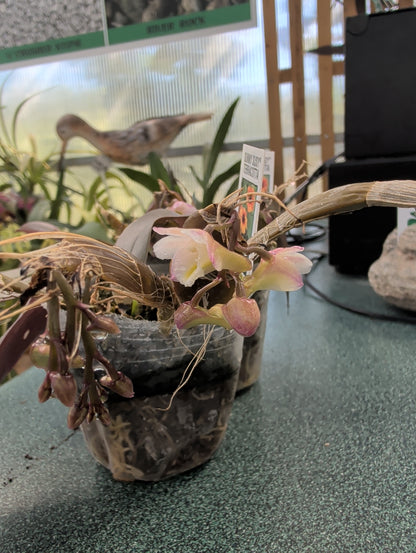 Dendrobium pseudolamellatum