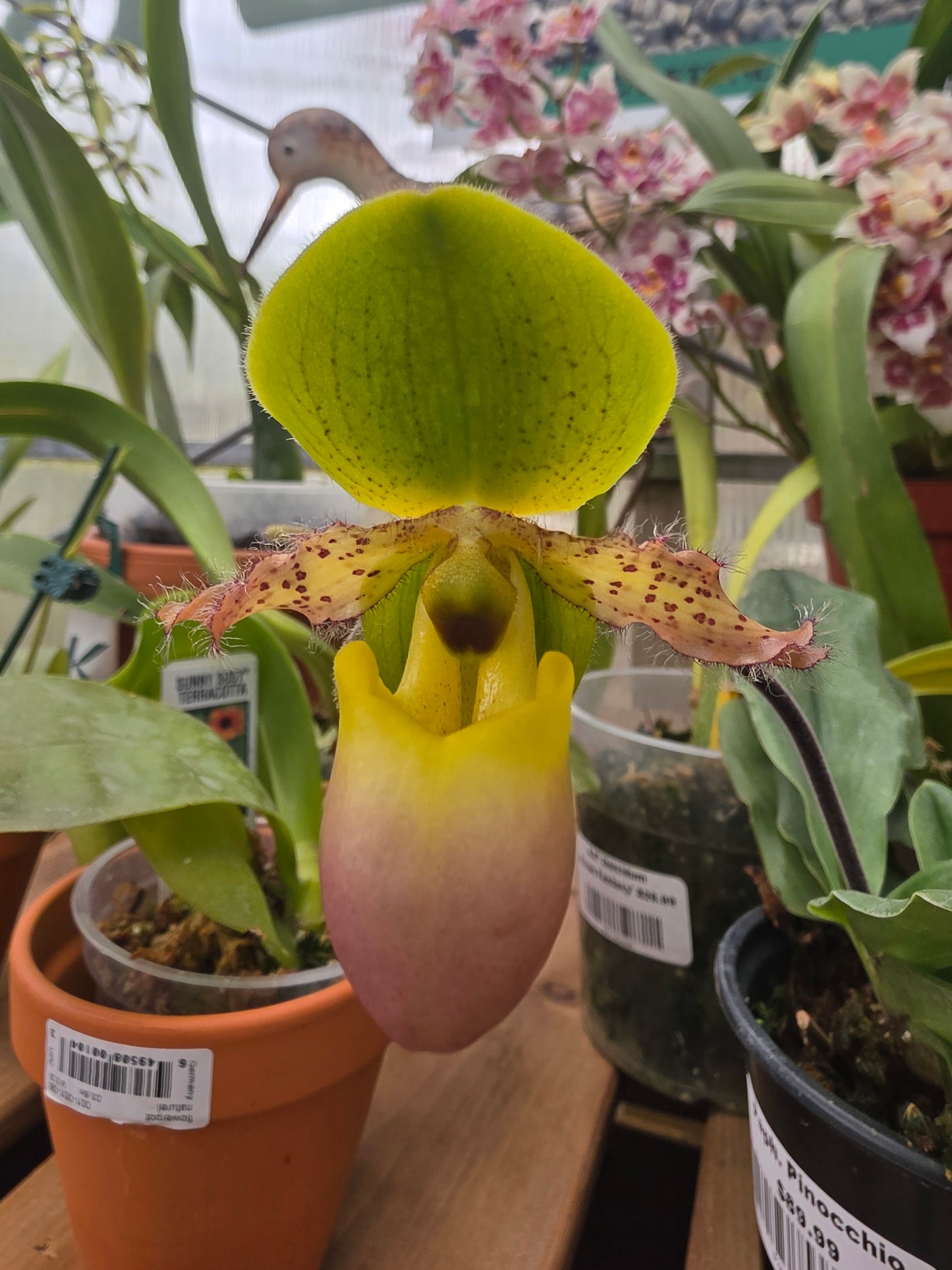 Paphiopedilum Pinocchio