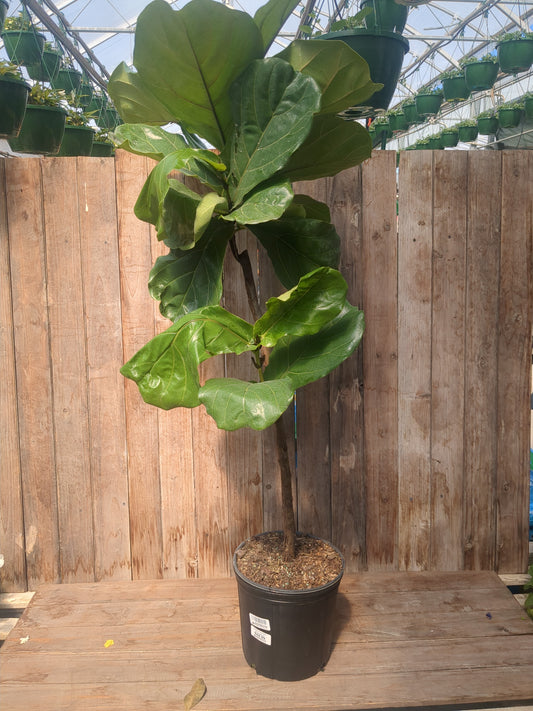 Ficus lyrata Standard 'Fiddle Leaf Fig' (10" LOCAL PICK UP ONLY)