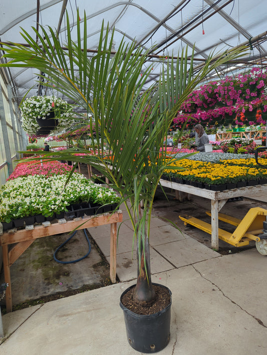 14" Spindle Palm (LOCAL PICK UP ONLY)