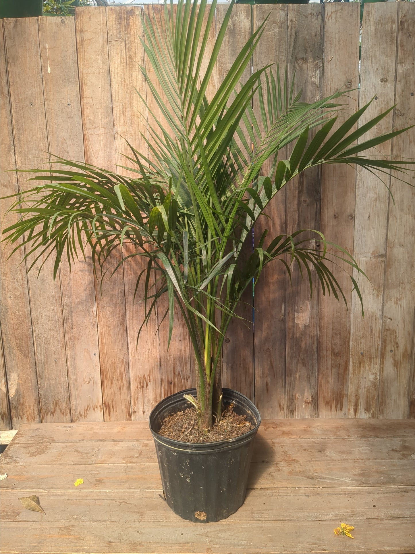 Majesty Palm (10"LOCAL PICK UP ONLY)