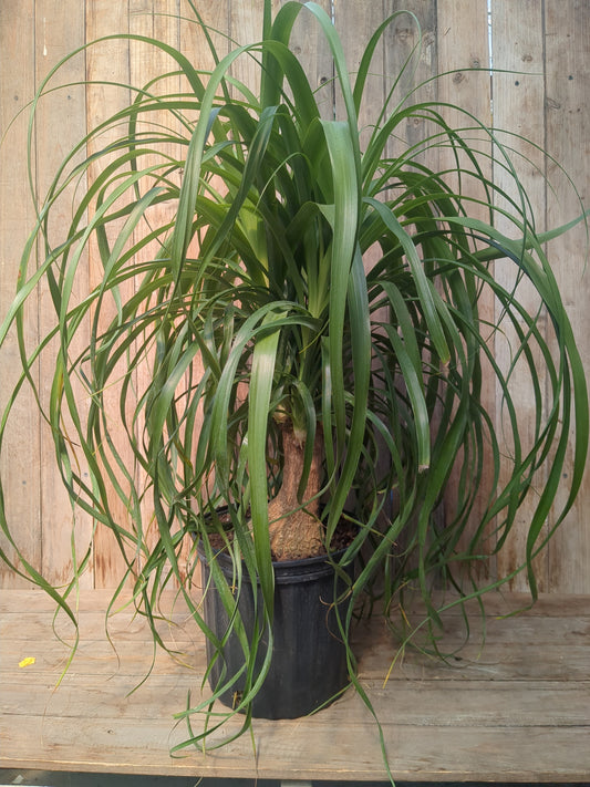 Ponytail Palm (10" LOCAL PICK UP ONLY)