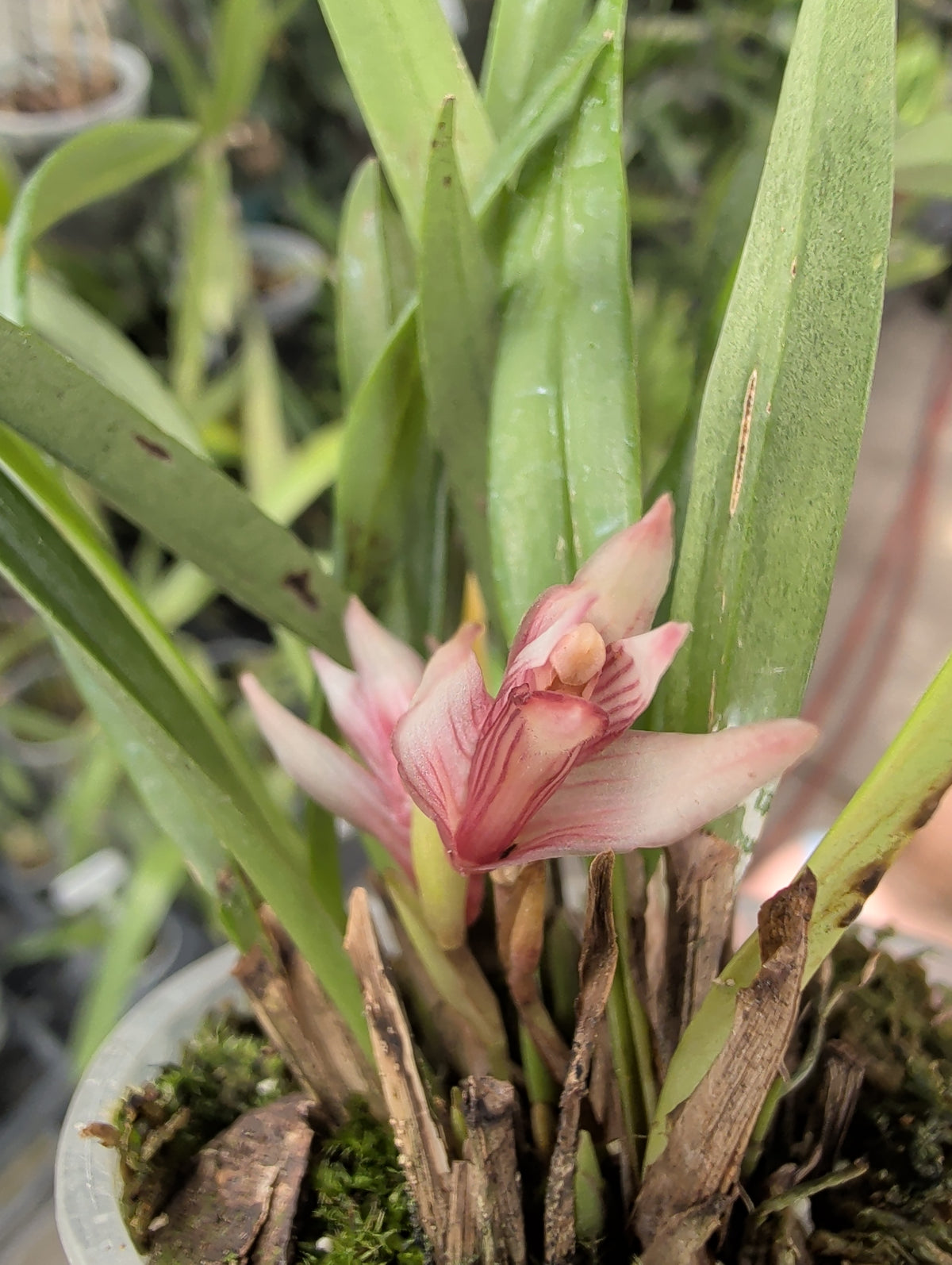 3" Maxillaria brachybulbon