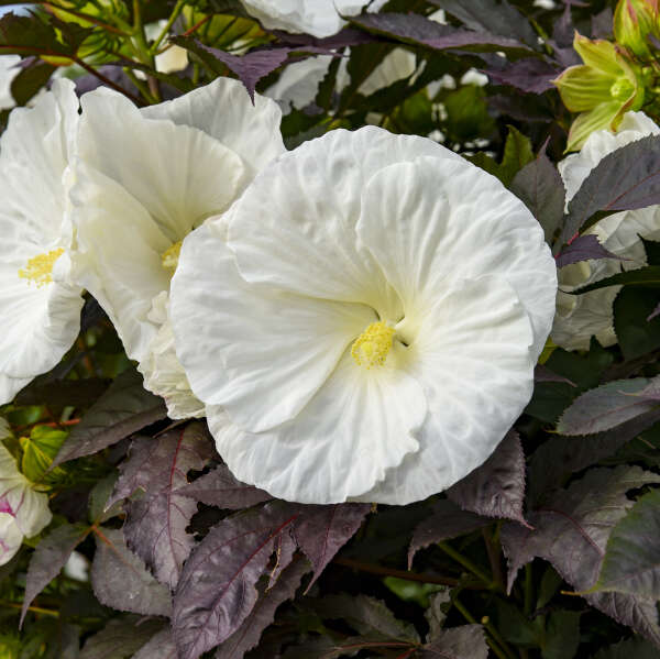 Hibiscus 'Cookies and Cream' (PW) 2gal