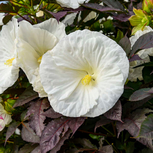Hibiscus 'Cookies and Cream' (PW) 2gal