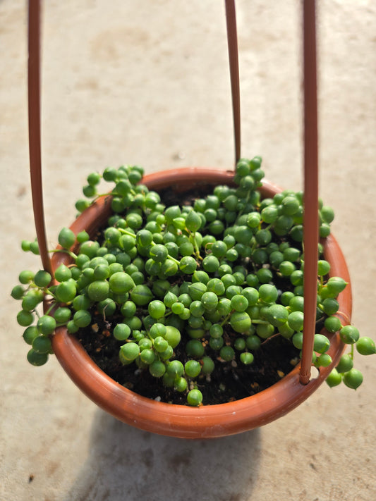 4" HB String of Pearls